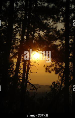 Sunrise giallo attraverso la compensazione in nero gli alberi di pino verso lontane colline, amante di salto Trail, Black Hills, Dakota del Sud, STATI UNITI D'AMERICA Foto Stock