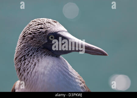 Un maschio blue footed booby, Sula nebouxii excisa, Isole Galapagos, Equador. Foto Stock