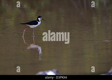 Collo Nero Stilt, Himantopus himantopus, Isola di Santa Cruz, Galapagos, Ecuador. Foto Stock