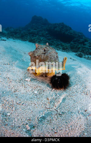 Questo cornuto guscio del casco, Cassis cornuta, è il sollevamento è shell per catturare un collettore urchin, Tripneustes gratilla, Hawaii. Foto Stock