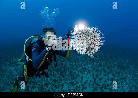 Un fotografo (MR) linee su un macchiato porcupinefish, Diodon hystrix, Hawaii. Foto Stock