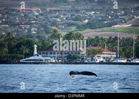 Il Humpback Whale, Megaptera novaeangliae, solleva la coda di davanti di Lahaina porto e la famosa Pioneer Inn a Maui, Hawaii. Foto Stock