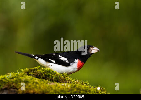 Rosa maschio-breasted grosbeak Foto Stock