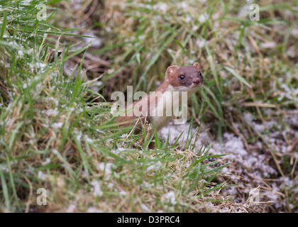 Almeno donnola (Mustela nivalis) Foto Stock