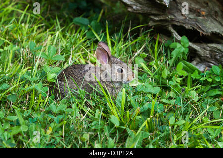 Orientale coniglio silvilago Foto Stock