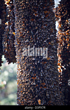 Farfalle monarca messa su un tronco di albero in Sierra Chincua montagna alla farfalla monarca Riserva della Biosfera in Sierra Chincua Messico centrale nel Michoacan Stato. Ogni anno centinaia di milioni di farfalle monarca la migrazione di massa da parte degli Stati Uniti e del Canada per Oyamel foreste di abete nelle Highlands vulcaniche del Messico centrale. North American sovrani sono il solo farfalle che rendono tale una massiccia viaggio-fino a 3.000 miglia (4,828 chilometri). Foto Stock