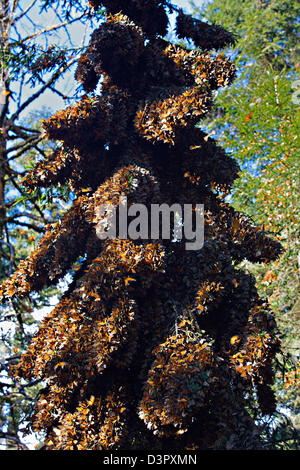 Farfalle monarca messa su un tronco di albero in Sierra Chincua montagna alla farfalla monarca Riserva della Biosfera in Sierra Chincua Messico centrale nel Michoacan Stato. Ogni anno centinaia di milioni di farfalle monarca la migrazione di massa da parte degli Stati Uniti e del Canada per Oyamel foreste di abete nelle Highlands vulcaniche del Messico centrale. North American sovrani sono il solo farfalle che rendono tale una massiccia viaggio-fino a 3.000 miglia (4,828 chilometri). Foto Stock