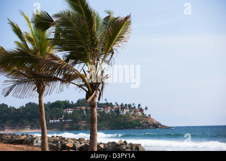 Le palme sulla spiaggia, mare Arabico, Kerala, India Foto Stock