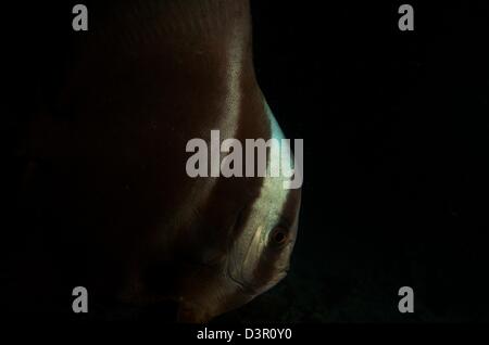 Primo piano con sfondo nero di Longfin (batfish Platax teira), delle Maldive Foto Stock