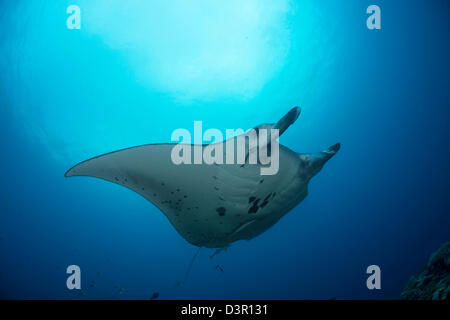 Una manta ray, Manta alfredi, si avvicina al reef, Fiji. Foto Stock