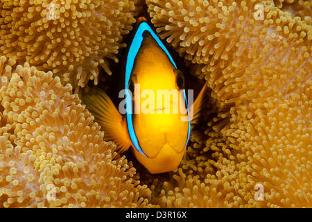 Questo arancione-pinna, anemonefish Amphiprion chrysopterus, è raffigurato come nascondere nel suo host anemone, Fiji. Foto Stock