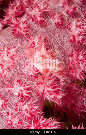 Il soft coral ragno granchio Hoplophrys oatesii, è coperto con spine di imitare il corallo alcionario su cui essa vive, Fiji. Foto Stock