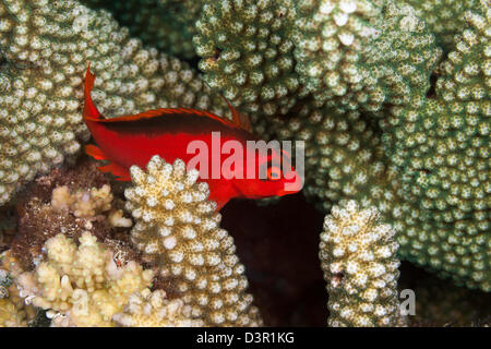 La fiamma hawkfish, Neocirrhites armatus, è raro trovare sulle barriere coralline nelle isole Figi dove questa persona è stata fotografata. Foto Stock