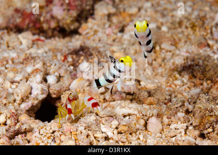 Una coppia di gamberi yellownose ghiozzi, Stonogobiops xanthorhinica, con Randalls snapping cieco di gamberi Alpheus randalli, Fiji. Foto Stock