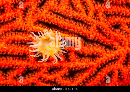 Questa gorgonia anemone, Nemanthus nitidus, chiamato anche una gorgonia wrapper, è stato fotografato di notte su una gorgonia ventola, Fiji. Foto Stock