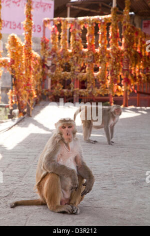 Le scimmie seduto sul modo di un tempio, Tempio Chandi, Haridwar, Uttarakhand, India Foto Stock