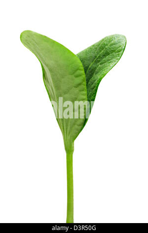 Verde germoglio di zucca isolati su sfondo bianco Foto Stock