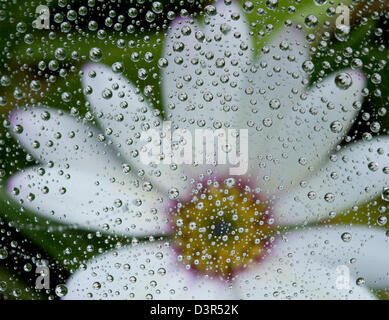 Dewdrops su una ragnatela di fronte una margherita fiore. Ciascuna goccia rifrange una piccola immagine del fiore. Foto Stock