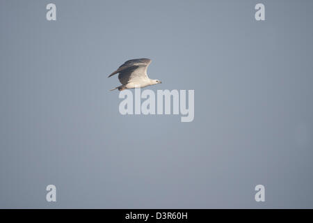 Bianco gonfiato aquila di mare Haliaeetus leucogaster , un grande raptos pesca costiera in India Akshi spiaggia di Alibag vicino a Mumbai Foto Stock