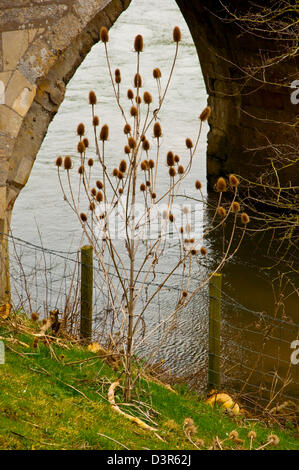 Seme Teasel Dipsacus testa Foto Stock