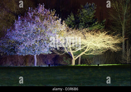 Artificiale alberi illuminati di notte nel bosco incantato Syon Park Middlesex West London REGNO UNITO Foto Stock