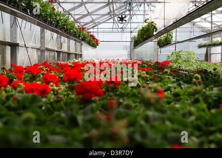Rosso dei gerani in casa verde Foto Stock