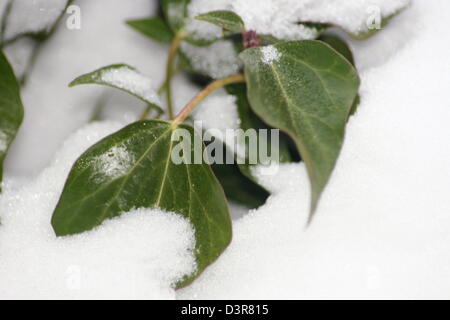 Verde foglie d'edera Foto Stock