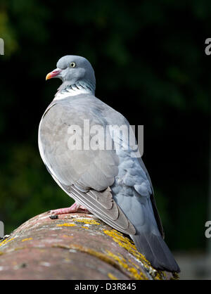 Woodpigeon sul tetto Foto Stock