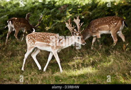 Cervi in Richmond Park, Londra, Inghilterra, Regno Unito Foto Stock