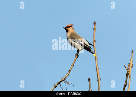 Waxwing Bombycilla garrulus adulto appollaiato su un ramo contro un cielo blu Foto Stock