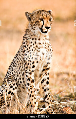 Cheetah in seduta Phinda Game Reserve, Sud Africa Foto Stock