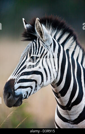 Le pianure zebra in Phinda Game Reserve, Sud Africa Foto Stock