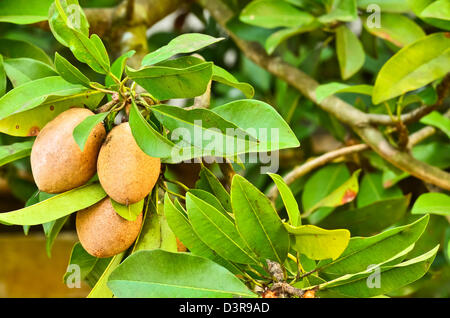 Sapodilla frutta sulla struttura ad albero Foto Stock