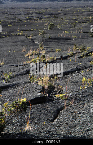 Il Kilauea Iki cratere piante che crescono nella lava crepe Parco Nazionale dei Vulcani delle Hawaii big Island caldera cool eruzione del passato Foto Stock