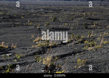 Il Kilauea Iki cratere piante che crescono nella lava crepe Parco Nazionale dei Vulcani delle Hawaii big Island caldera cool eruzione del passato Foto Stock