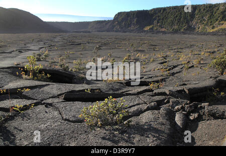 Il Kilauea Iki cratere piante che crescono nella lava crepe Parco Nazionale dei Vulcani delle Hawaii big Island caldera cool eruzione del passato Foto Stock