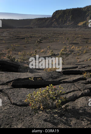 Il Kilauea Iki cratere piante che crescono nella lava crepe Parco Nazionale dei Vulcani delle Hawaii big Island caldera cool eruzione del passato Foto Stock