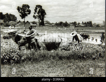Il cap. Forrest Blalock speciale Raccolta foto sul retro vi è una nota digitata, ''riso piantagione a Chanyi, Cina.'' Foto Stock