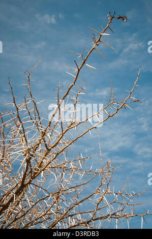 Acacia, Sud Africa Foto Stock