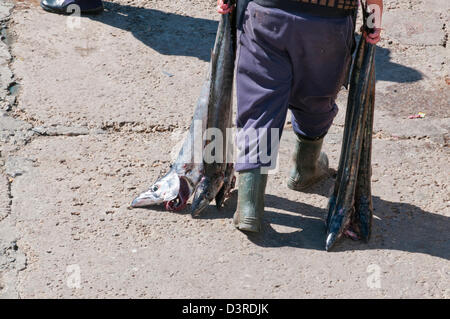 I pescatori a Kalk Bay che trasportano snoek Foto Stock