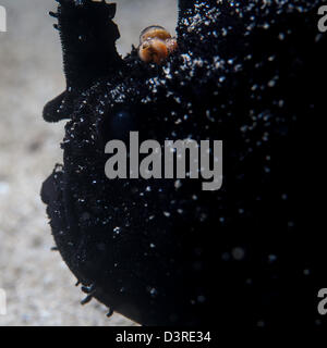 Rana pescatrice nero nel porto di Sydney Foto Stock