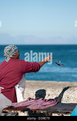 Donna sfilettatura snoek, Kalk Bay, Sud Africa Foto Stock