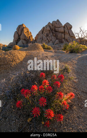 Indian Paintbrush fioritura di fiori di campo al Jumbo area Rocks, Joshua Tree National Park, California. Foto Stock