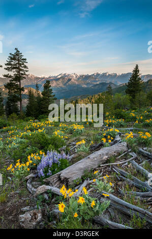 Balsamroot e di lupino, con Stuart gamma montagne sullo sfondo; Tronsen Ridge Trail sopra Blewett Pass, Washington. Foto Stock