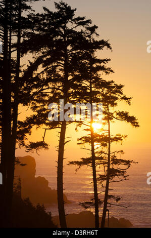 Tramonto attraverso gli alberi di pino al punto Ecola; Ecola State Park, Cannon Beach, northern Oregon Coast. Foto Stock