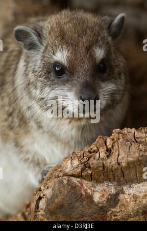 Tree Hyrax (Dendrohyrax aboreus), il Parco Nazionale di Tarangire e, Tanzania Foto Stock