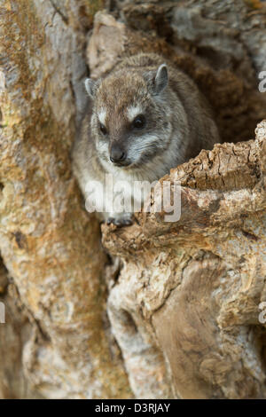 Tree Hyrax (Dendrohyrax aboreus), il Parco Nazionale di Tarangire e, Tanzania Foto Stock