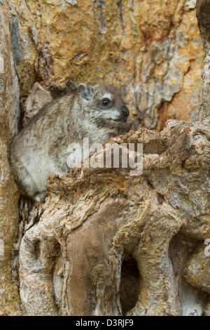 Tree Hyrax (Dendrohyrax aboreus), il Parco Nazionale di Tarangire e, Tanzania Foto Stock