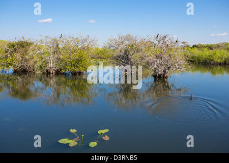 Uccelli in alberi lungo il sentiero Anhinga presso il Royal Palm Centro Visitatori nel Parco nazionale delle Everglades Florida Foto Stock