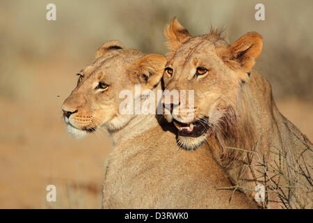 Ritratti di due leoni (Panthera leo) in interazione affettuosa, deserto Kalahari, Sud Africa Foto Stock